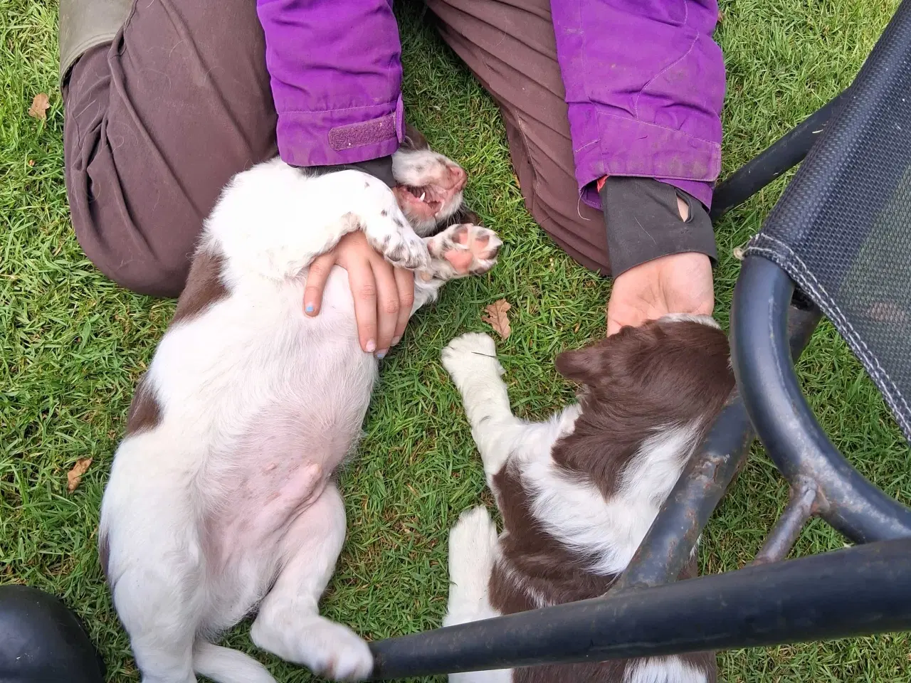 Billede 5 - Springer spaniel hvalpe 