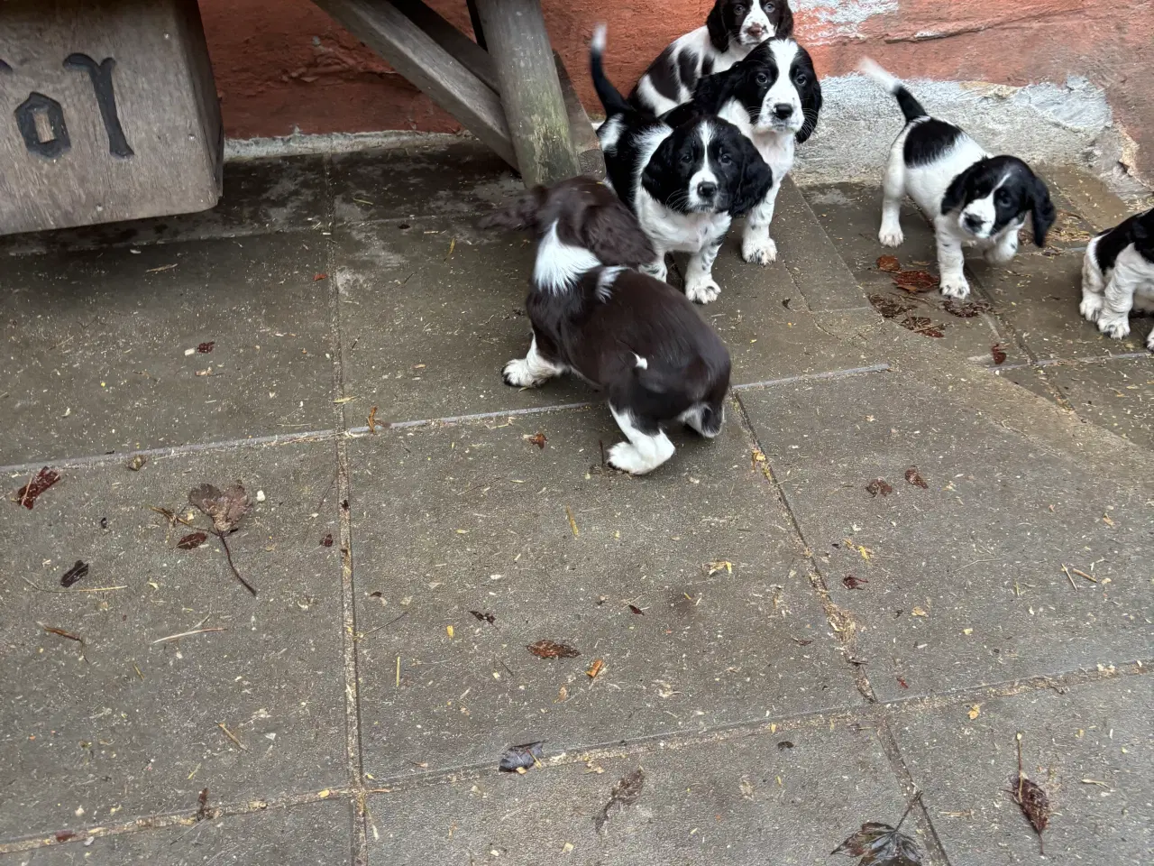 Billede 1 - Engelsk Springer Spaniel