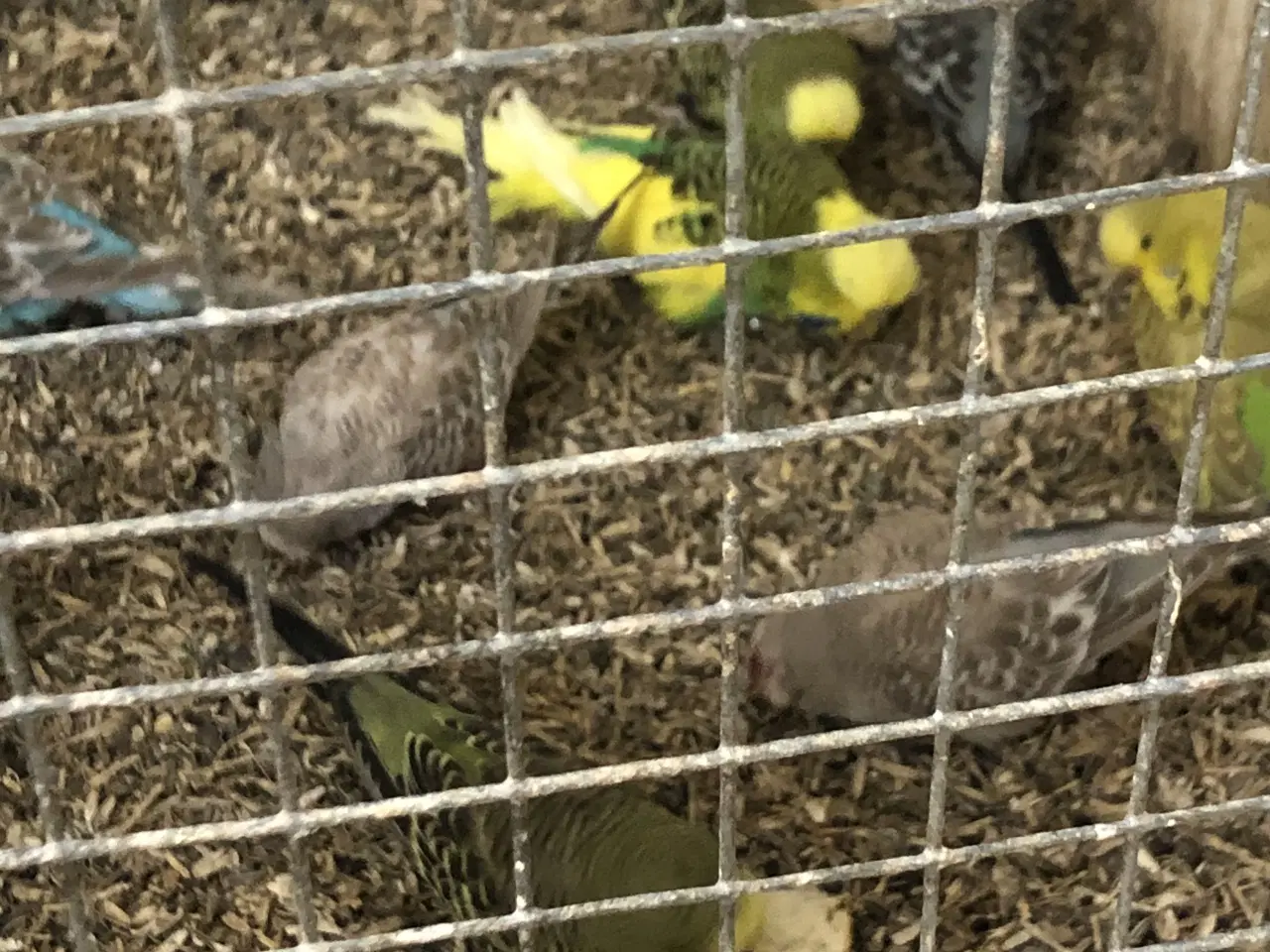 Billede 1 - Engelske undulater fast ringet