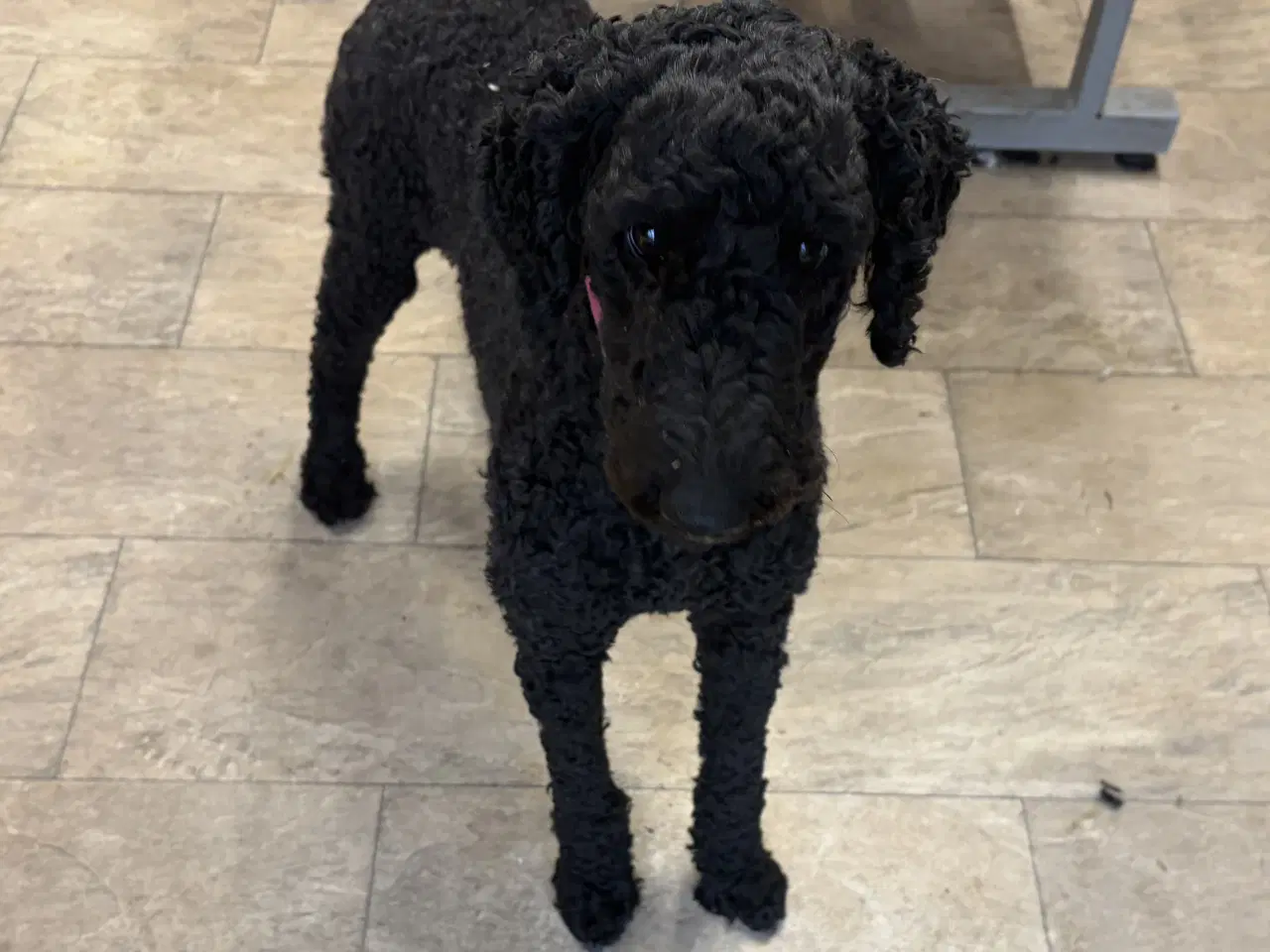 Billede 2 - 2 mellem puddel piger 