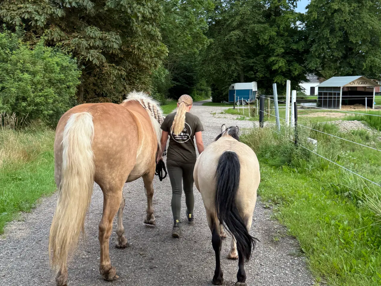 Billede 2 - Sødeste 3 pony