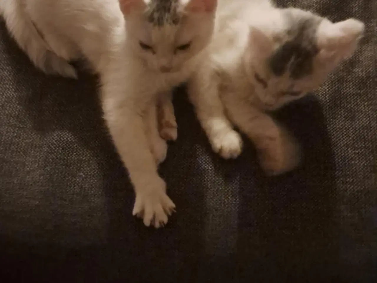 Billede 2 - Fluffy hvide killinger
