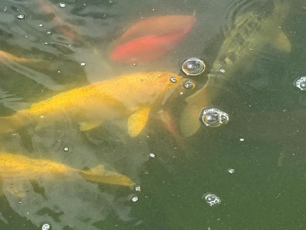 Billede 9 - Koi, guldfisk og forskellige karper