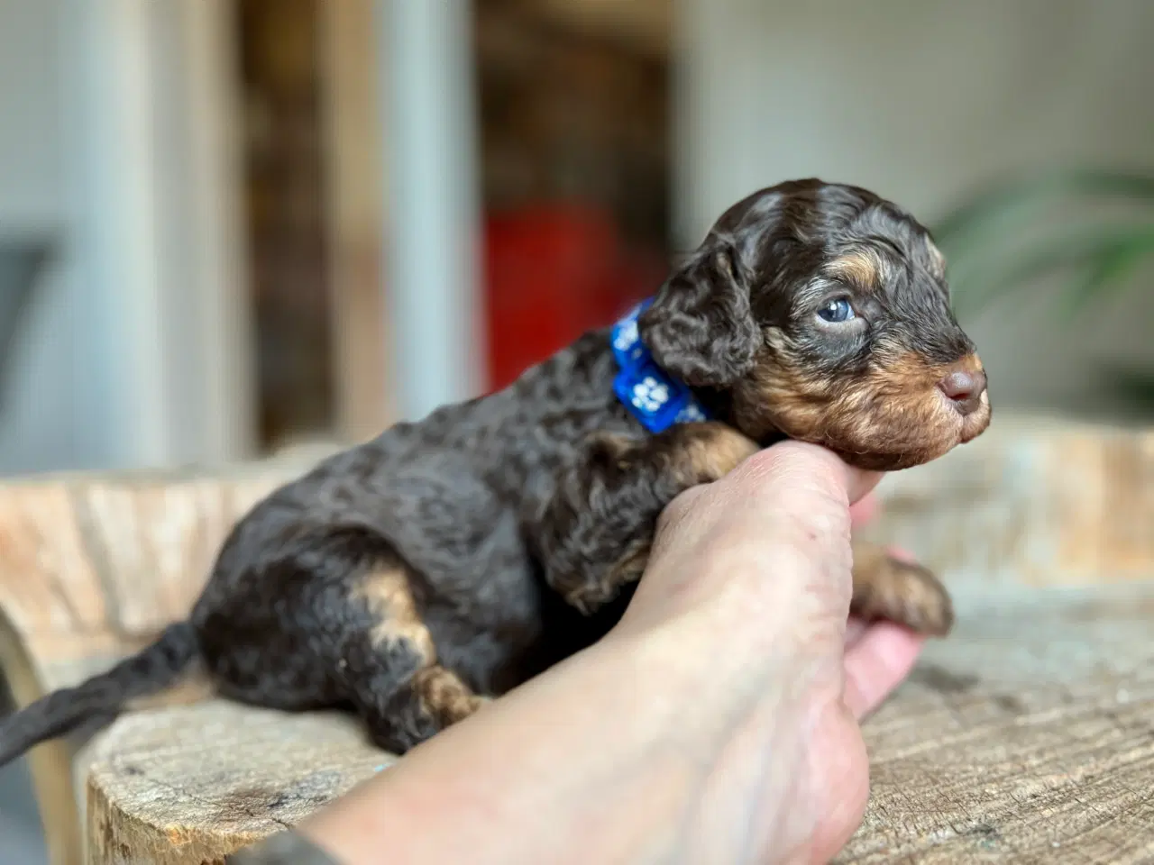 Billede 3 - Toy/dværg pudler fra avlsgodkendte forældre.