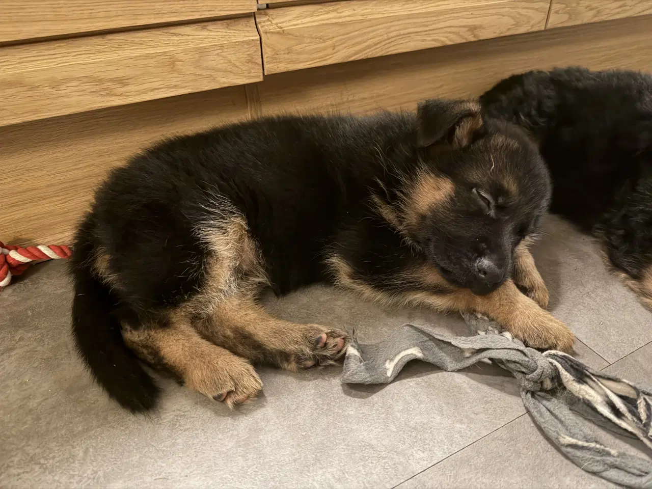 Billede 2 - Han hvalp