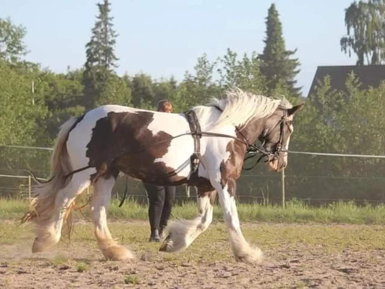 Billede 3 - Tinker hoppe 