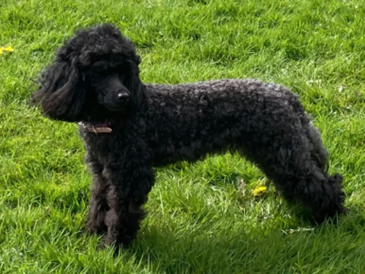 Billede 15 - 5 ugers Dværgpudel drenge