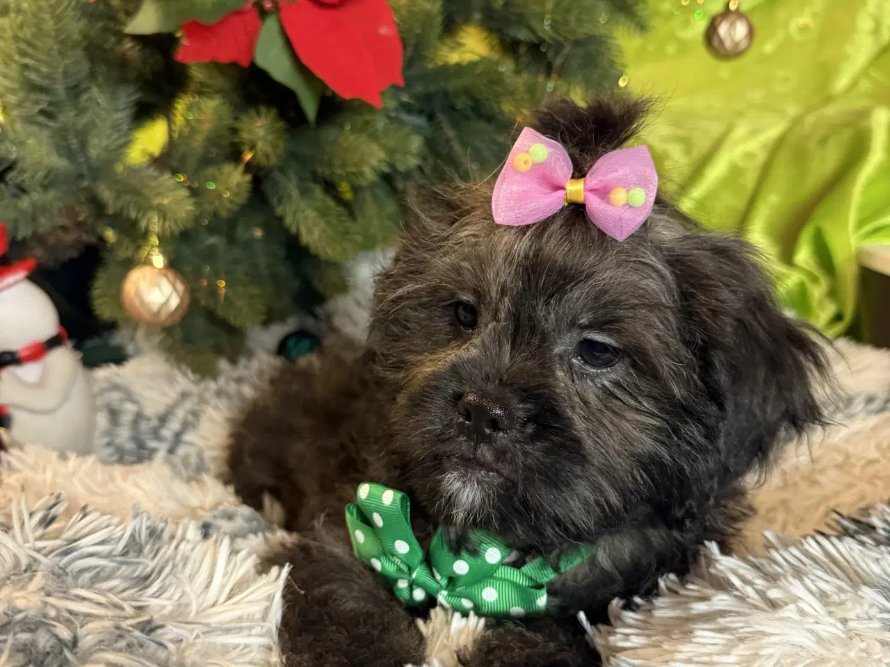 Billede 3 - Rejseklar Shihpoo /Klar i dit nye hjem/