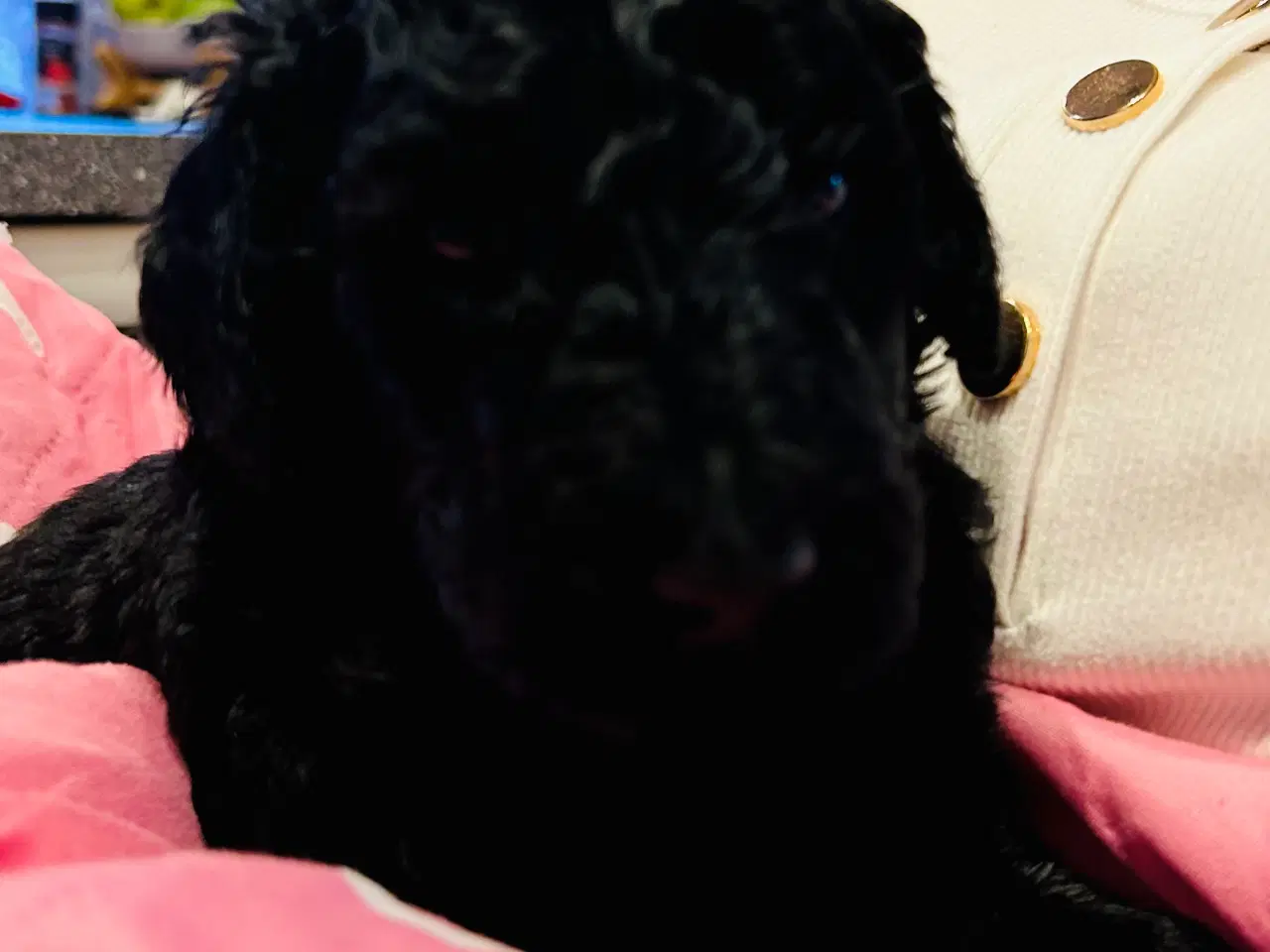 Billede 6 - Skønne stor pudel 🐩 sorte🤩😍