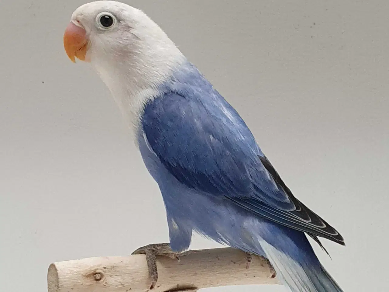 Billede 1 - Violblå Opaline Dværgpapegøje