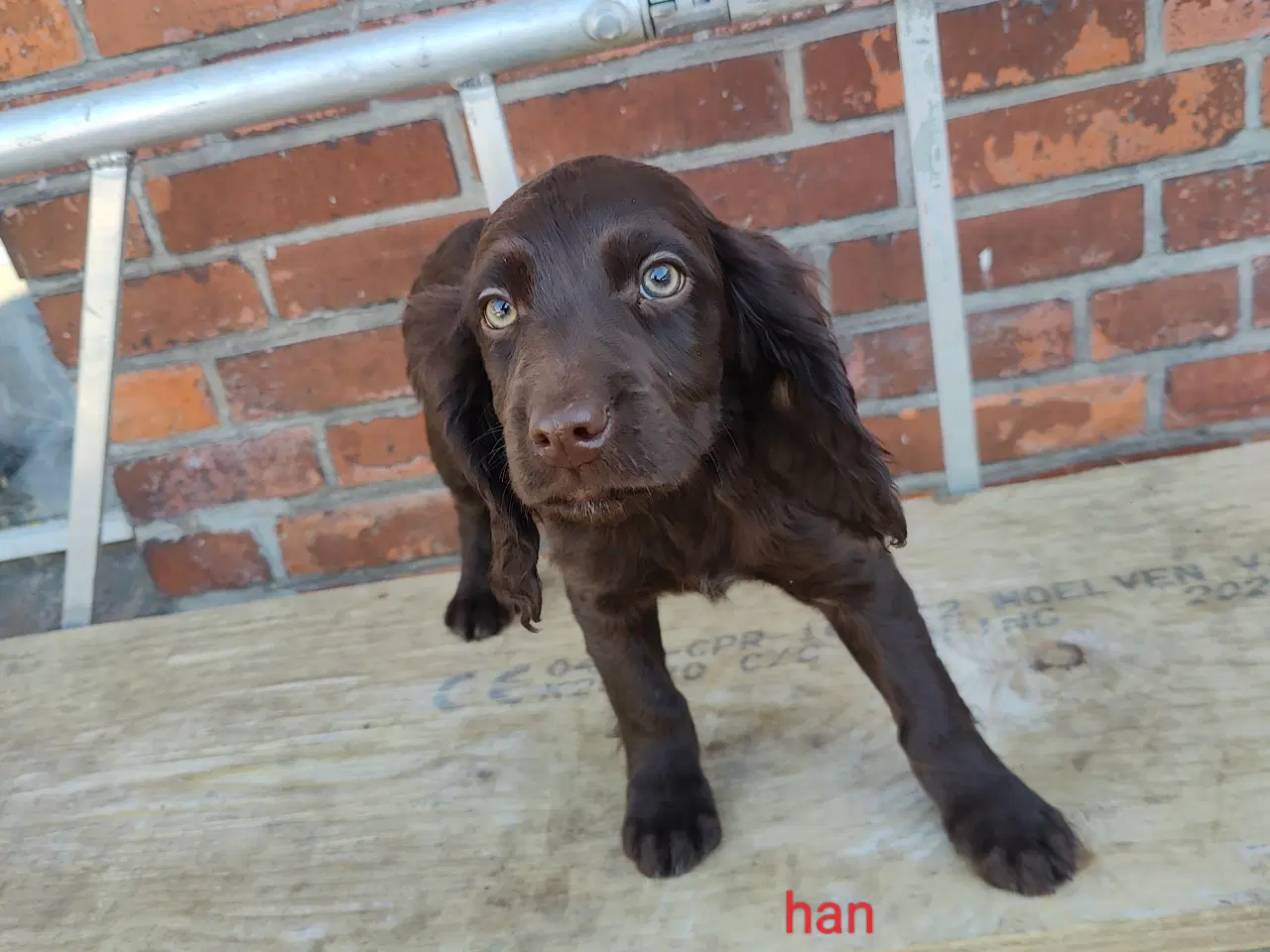 Billede 1 - Familiehunde/Jagthunde kleiner Münstländer 