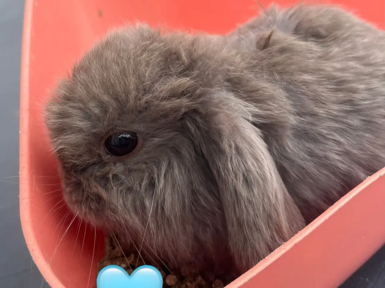 Billede 11 - Mini lop med afkomsattest 