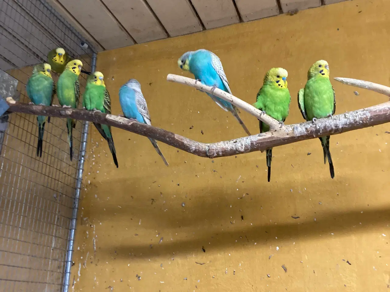 Billede 4 - Flotte fugle ring ☎️ 21632741