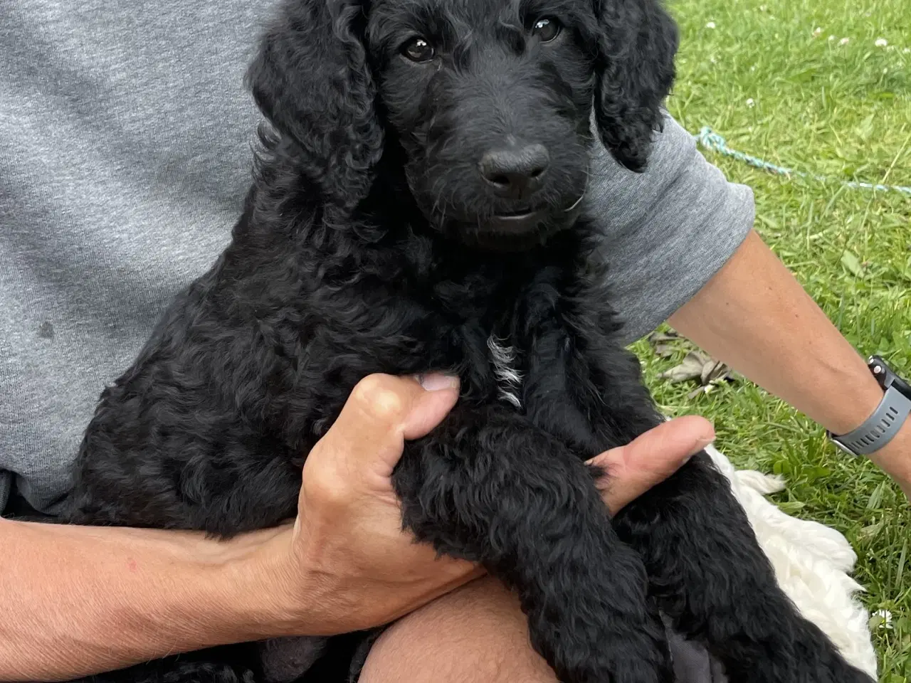 Billede 2 - Labradoodle Hvalpe