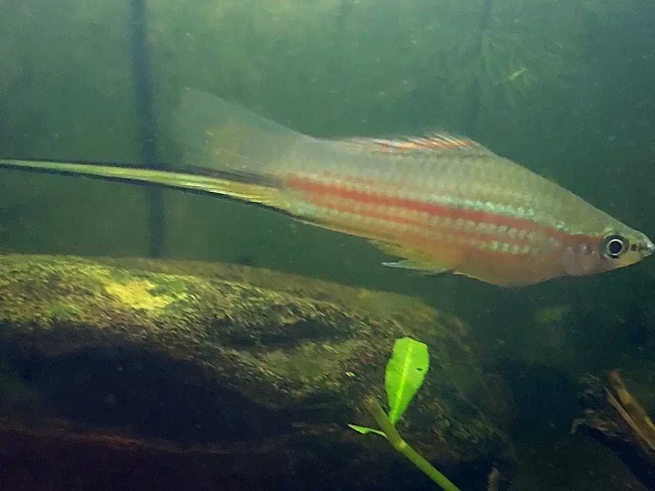 Billede 1 - Grøn Sværdrager