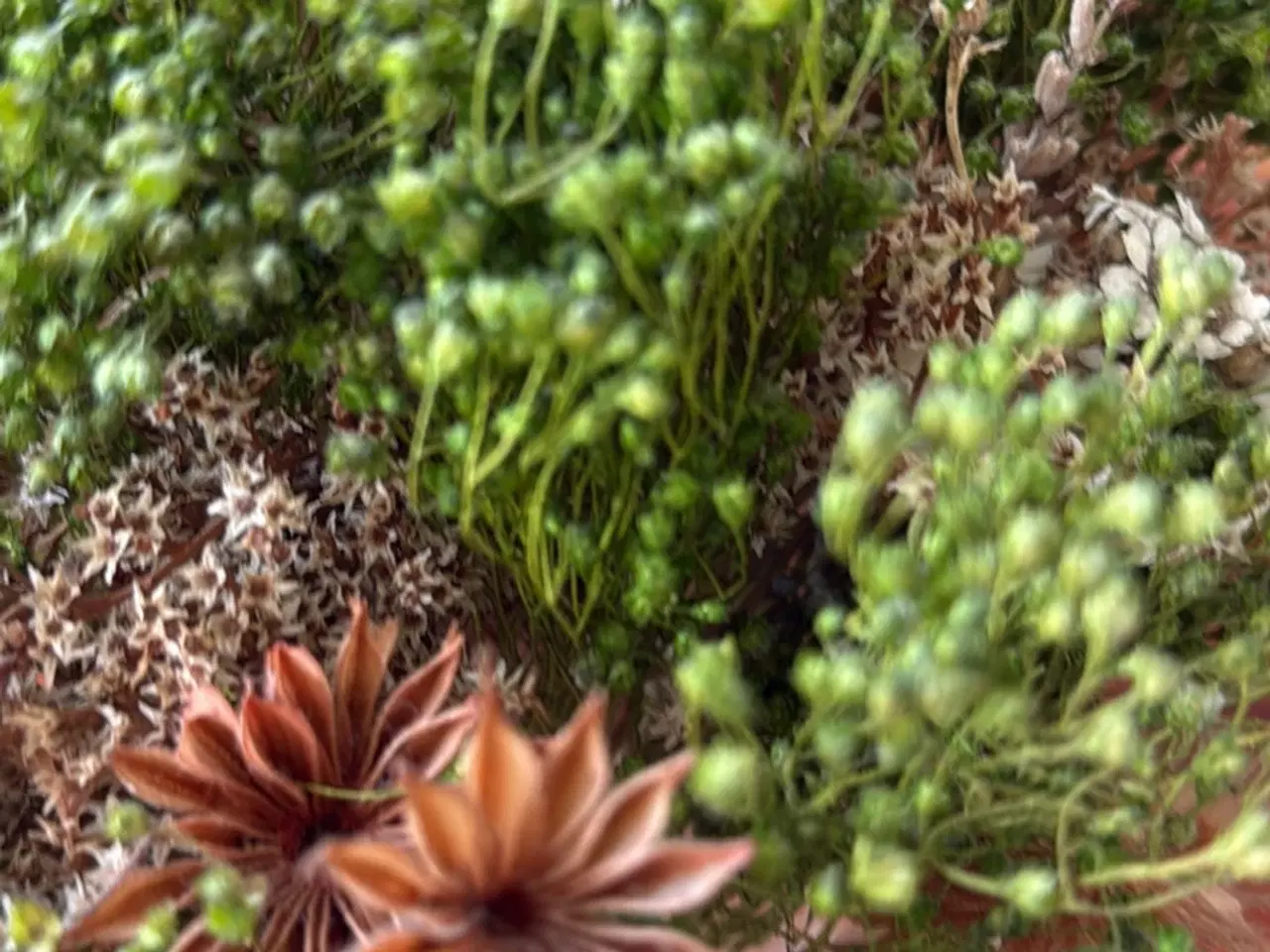 Billede 3 - Vase med blomster