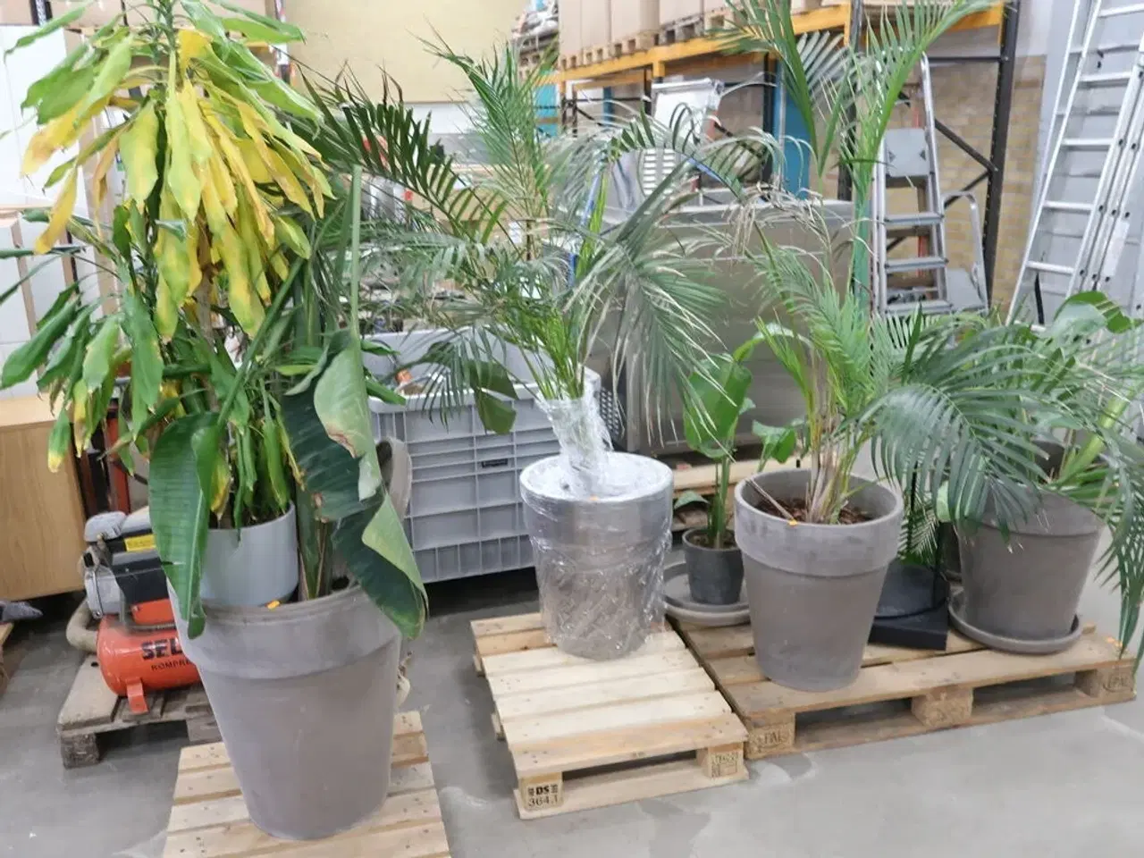 Billede 2 - Div. store planter i krukker