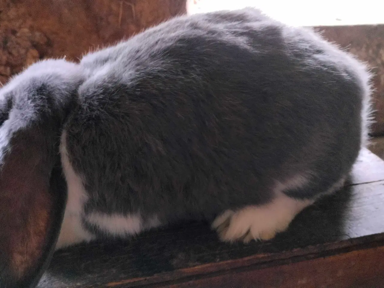 Billede 2 - Fransk vædder 