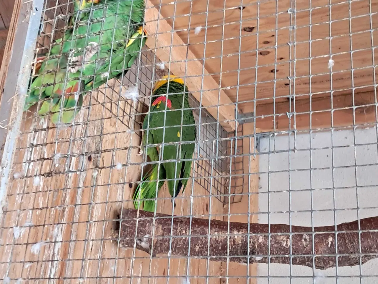 Billede 2 - Dobbelt gulhovedet amazoner