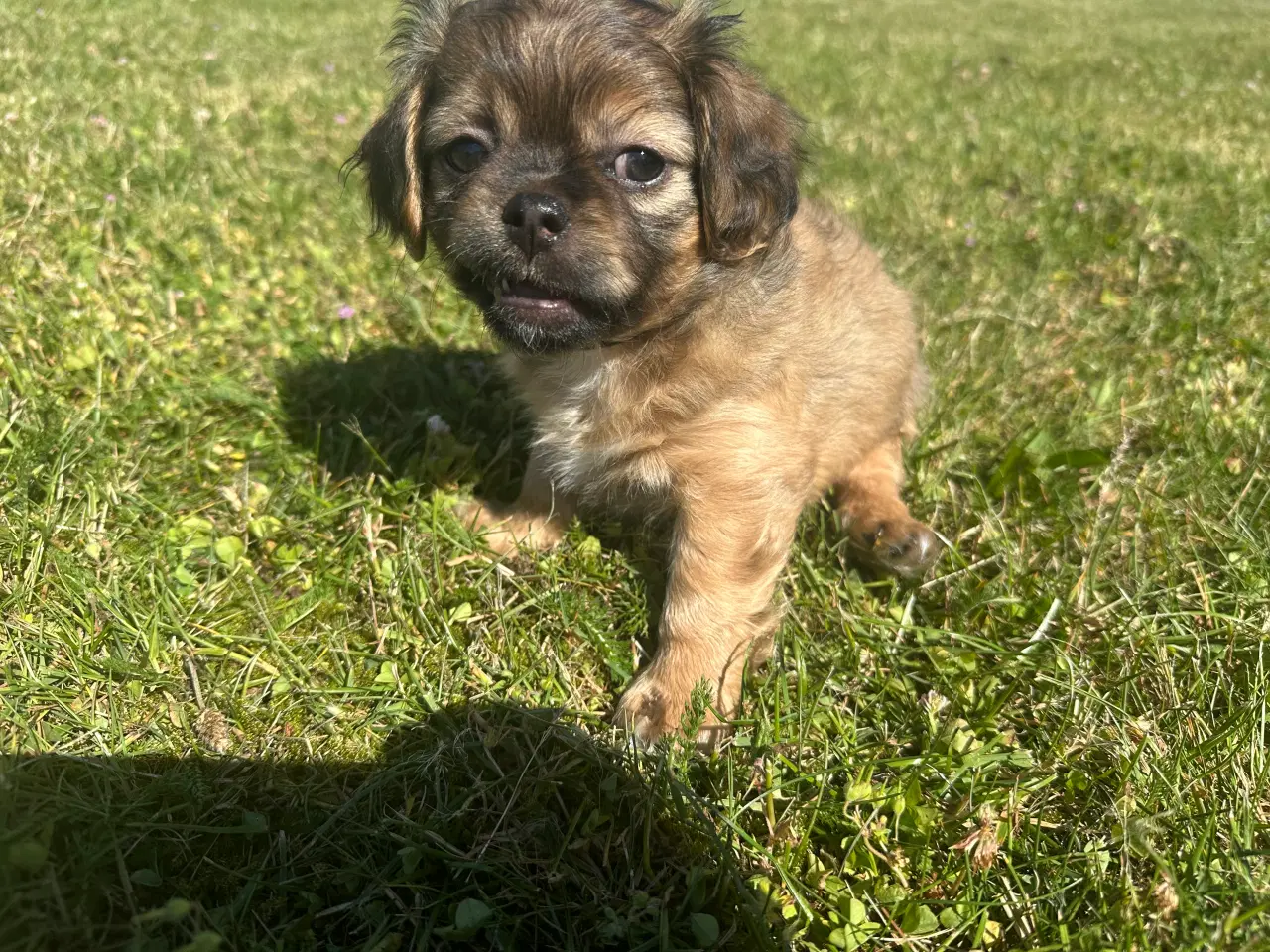 Billede 4 - Shih tzu blandinger 