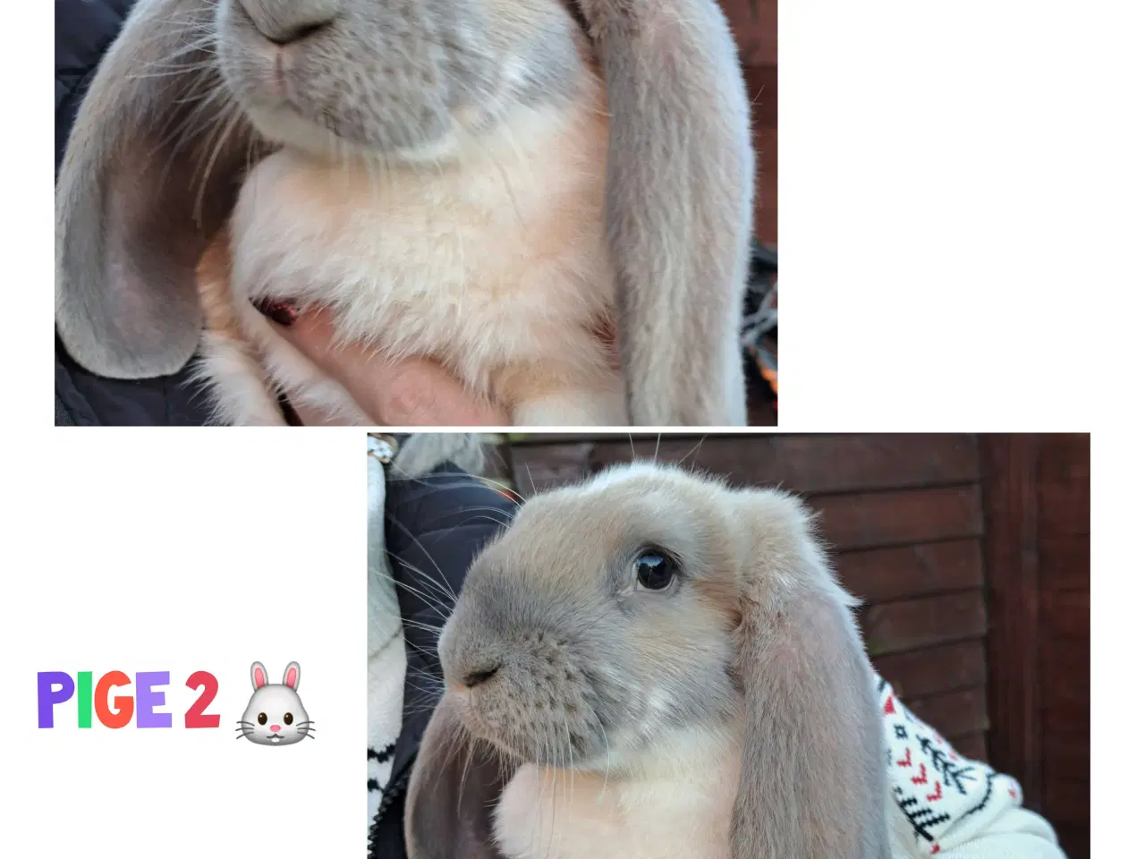 Billede 2 - Franske væddere søger nyt hjem