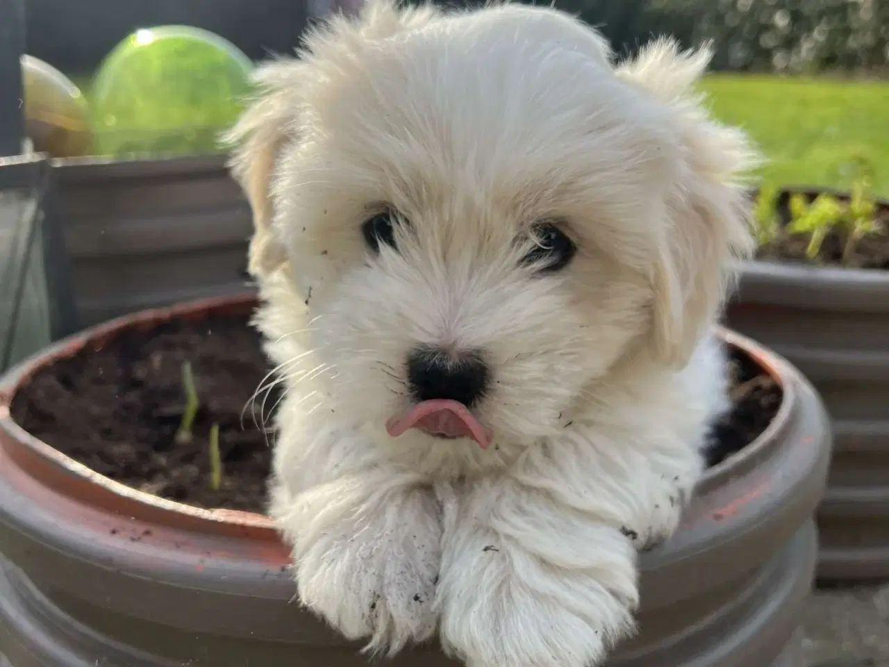 Billede 2 - Coton De Tulear Basis + DKK Stambog 