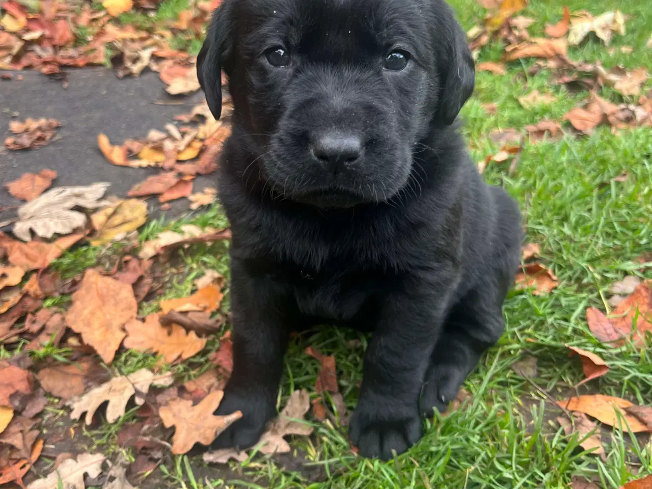 Billede 4 - Søde labradorhvalpe sælges