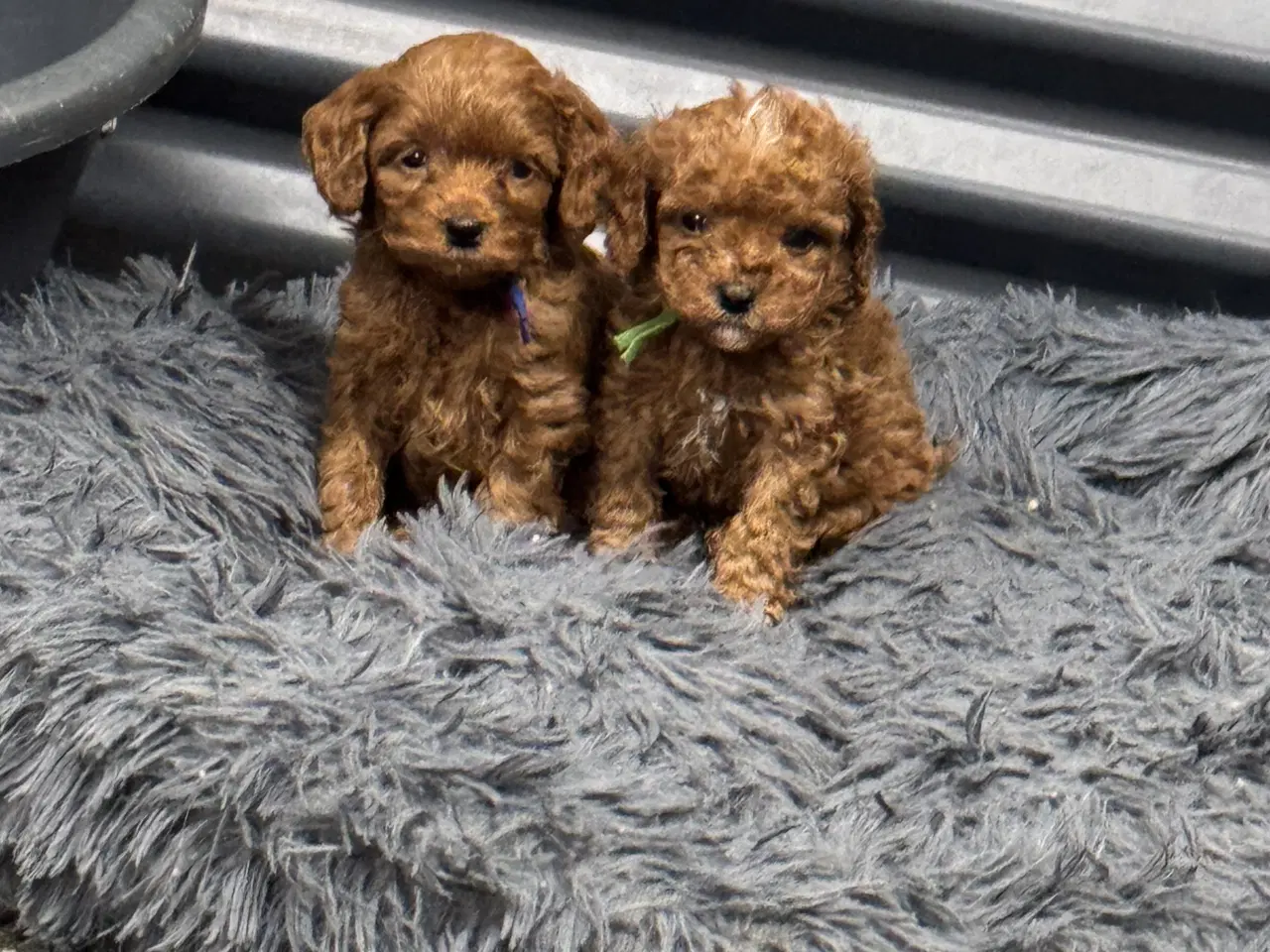 Billede 8 - Skønne Cavapoo hvalpe i det nye år 🎉