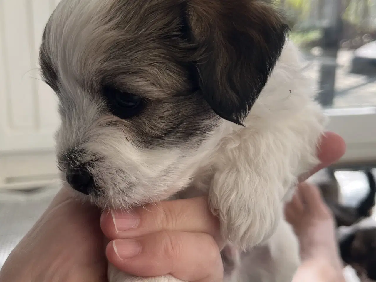 Billede 4 - Bichon havanais hvalpe