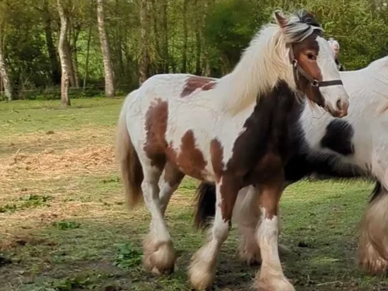 Billede 8 - Tinker /Irish cob hoppe plag