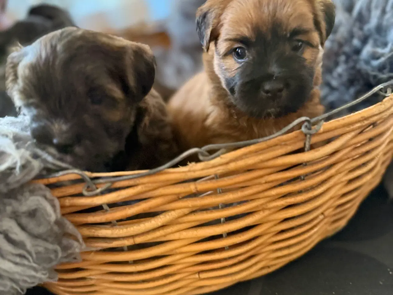 Billede 2 - Små chokoladefarvede uldtotter 🤎