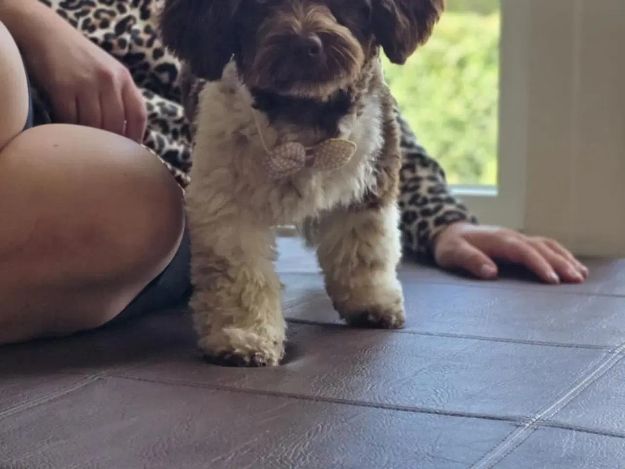 Billede 3 - Havapoo F1B