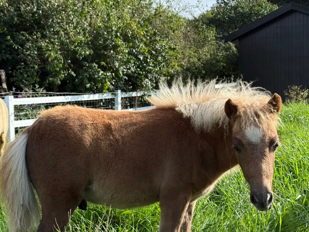 Billede 5 - Skøn mini pony 