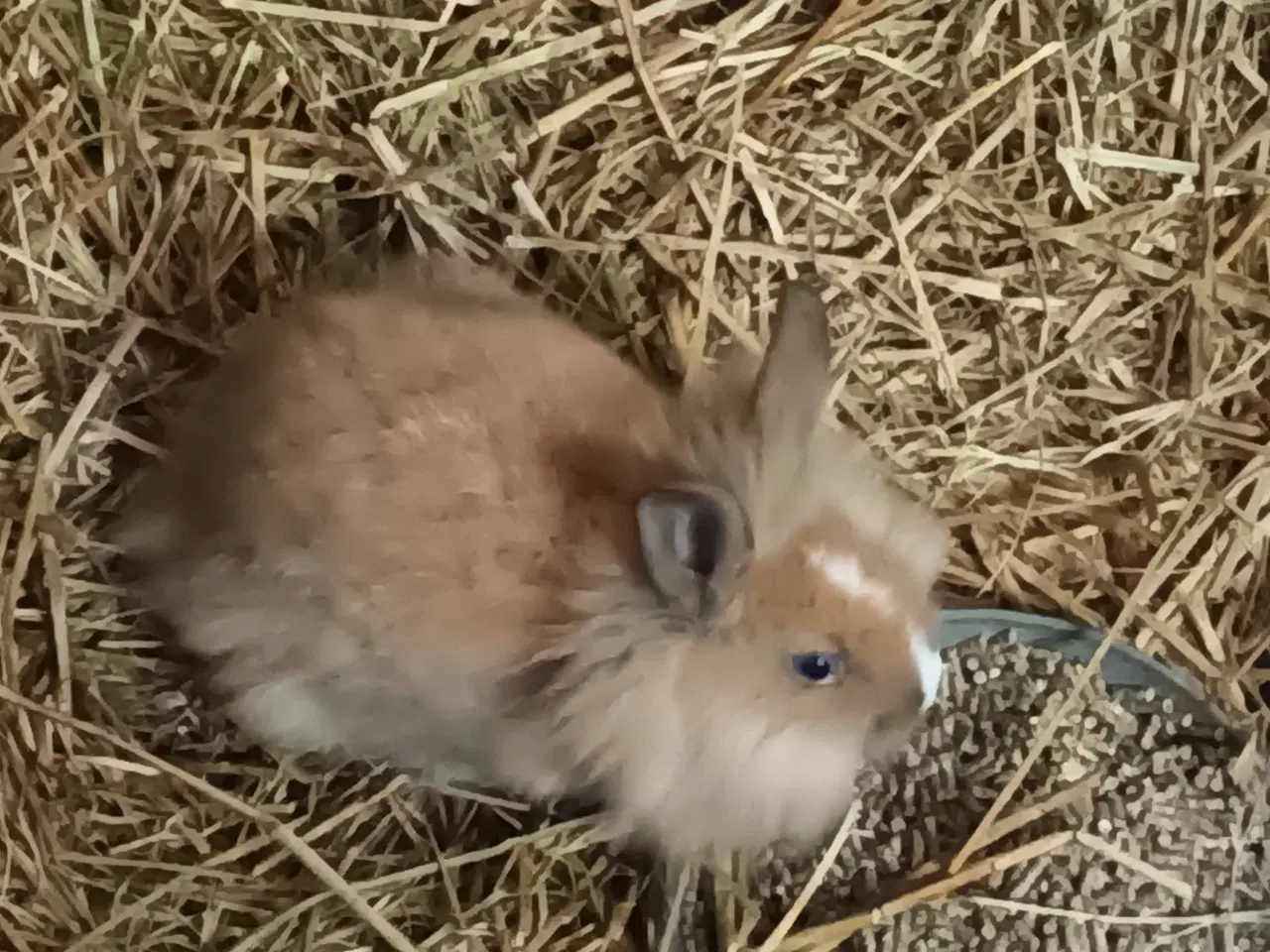 Billede 6 - Kaninunger