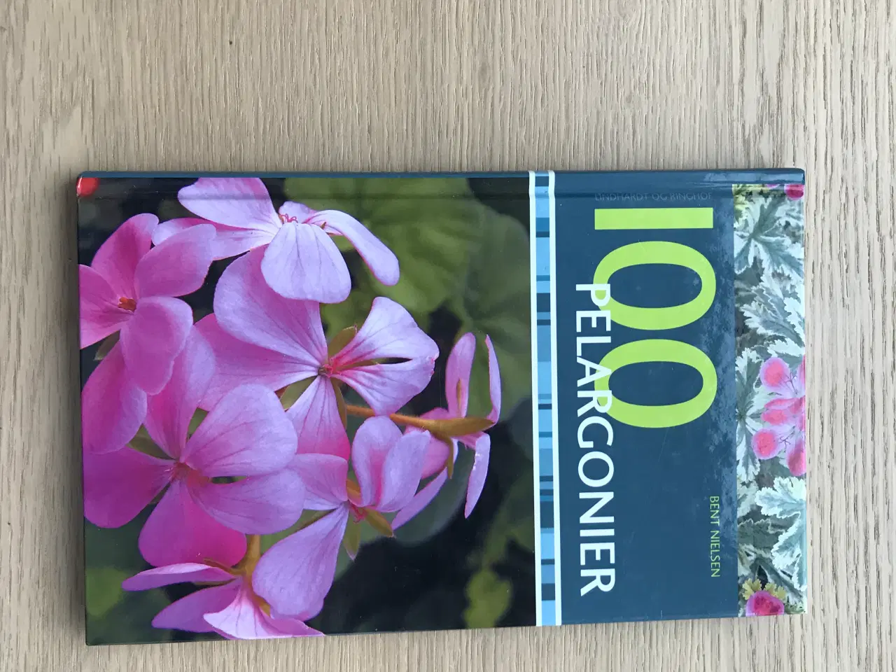 Billede 2 - 100 Pelargonier  af Bent Nielsen