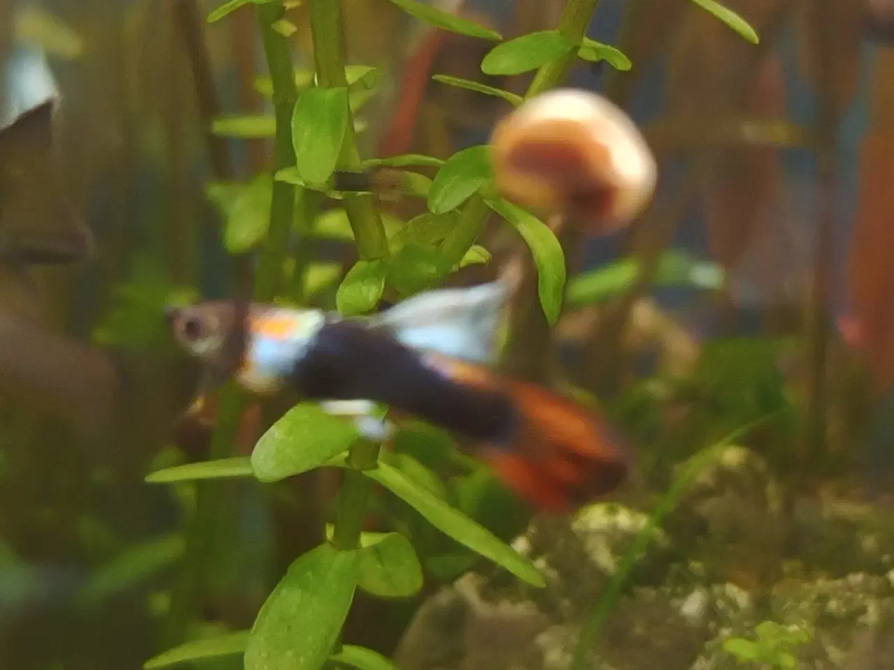 Billede 4 - Guppy
