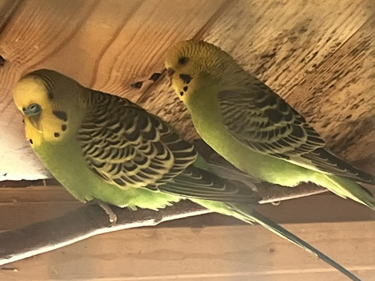 Billede 4 - Smuk grøn undulat par