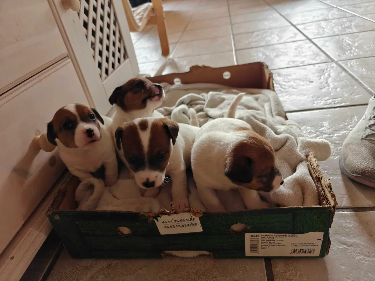 Billede 6 - Jack Russell Terrier hvalpe 