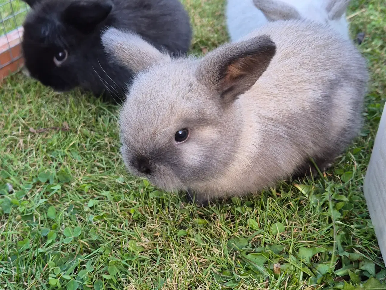 Billede 4 - Kaninunger mini lop 