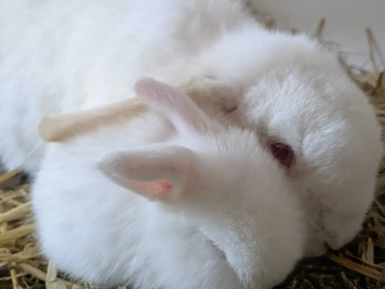 Billede 7 - Kærligt hjem søges til Candy🐰❤️