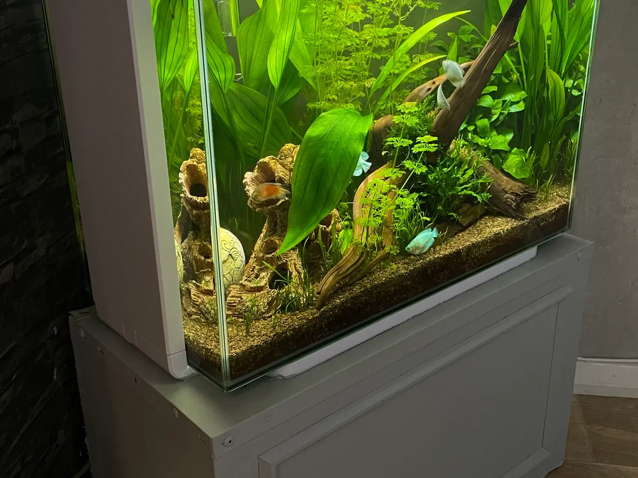 Billede 3 - Akvarie med fisk