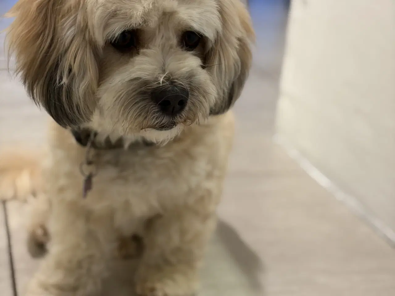 Billede 5 - Bichon havanise 