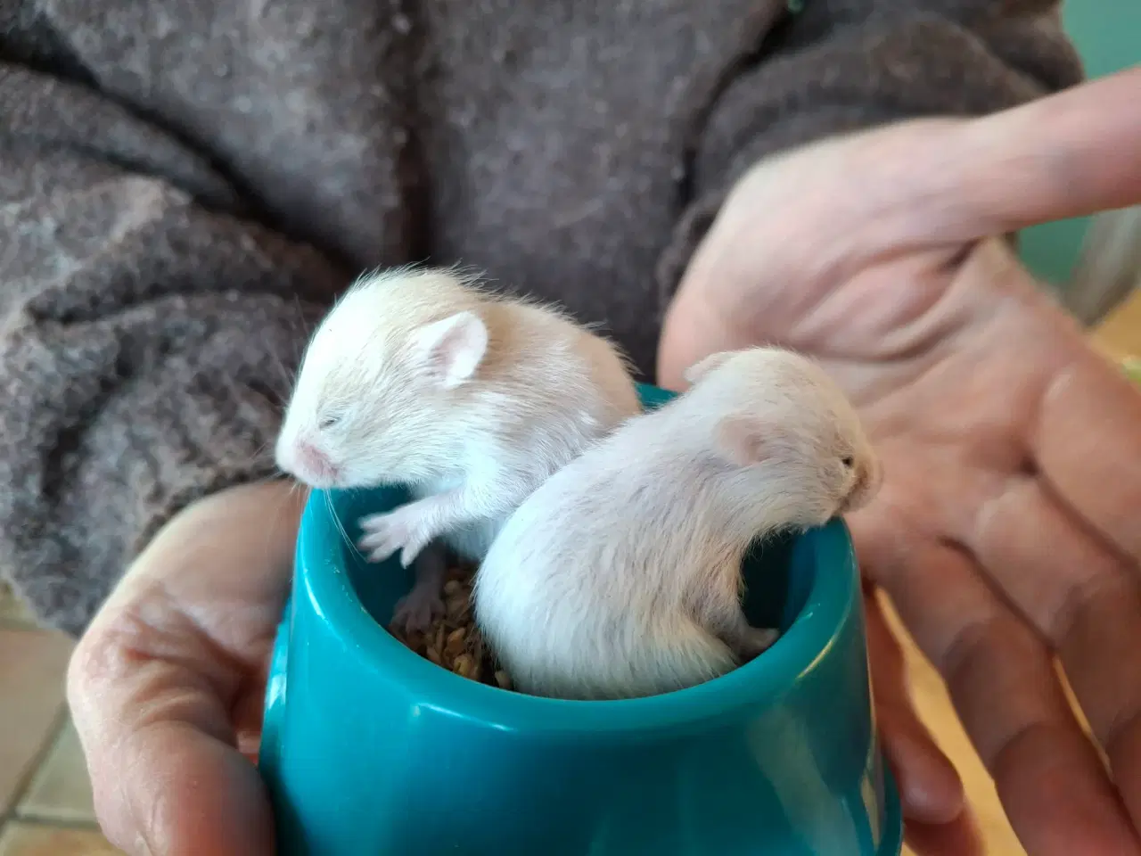 Billede 5 - Guldhamster unger 