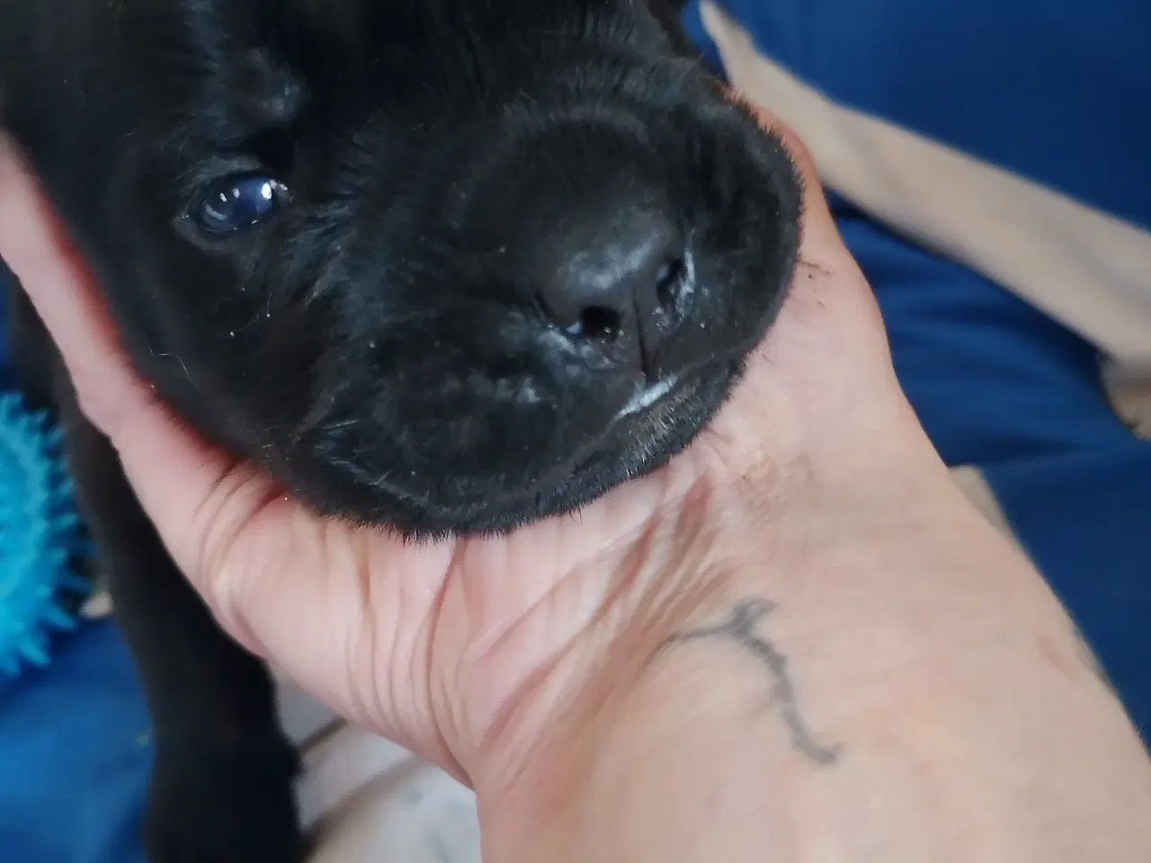 Billede 9 - Cane Corso hvalpe med de sødeste blå øjne 