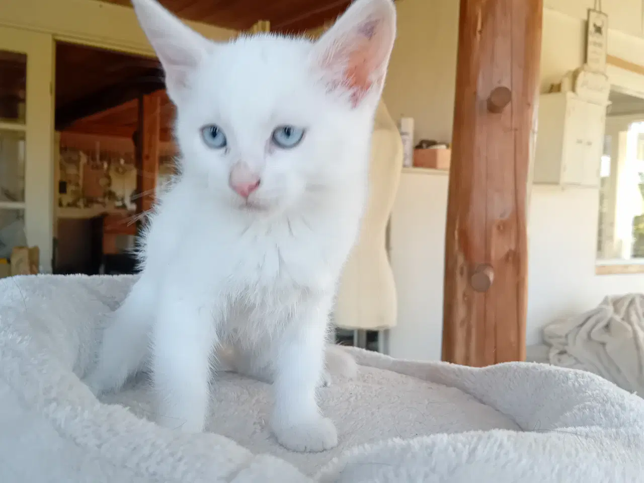 Billede 2 - Maincoon blanding