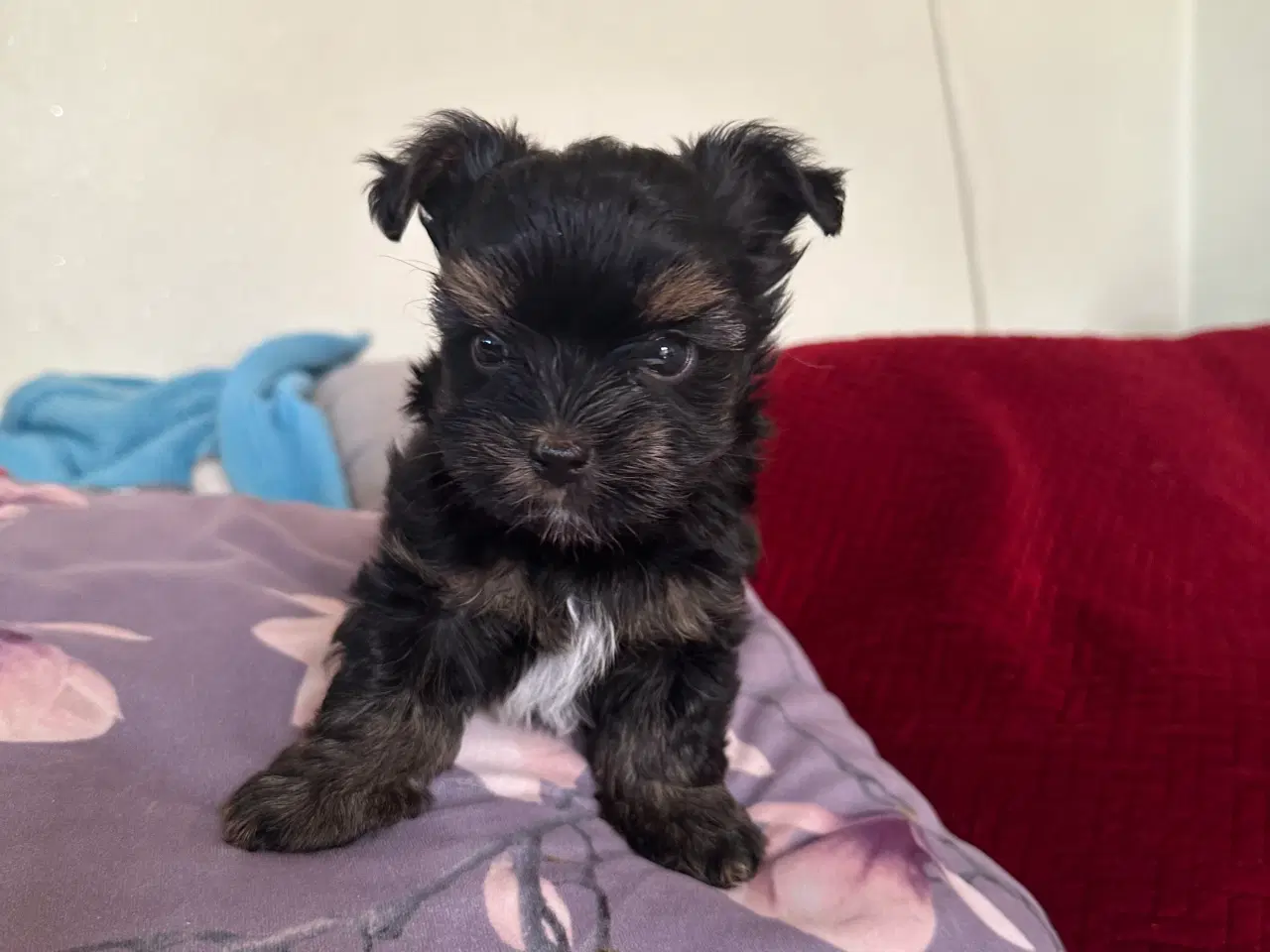 Billede 14 - Yorkshire terrier mini 