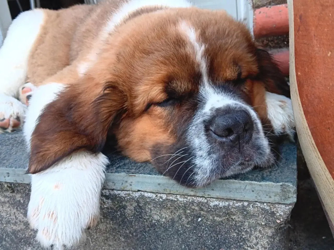 Billede 1 - Hunde hvalp