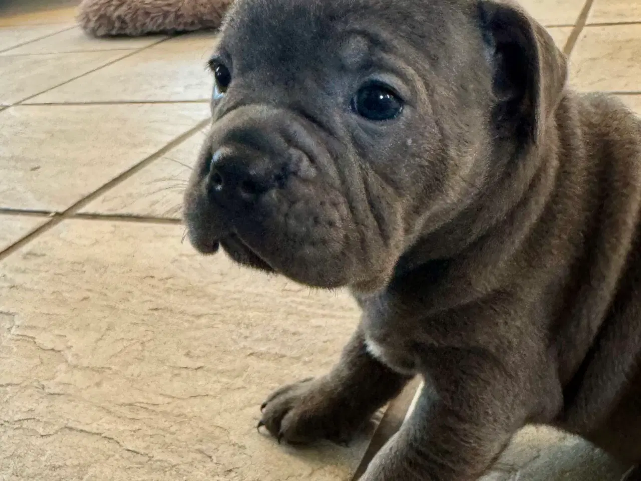 Billede 1 - Staffordshire/Old English Bulldog 
