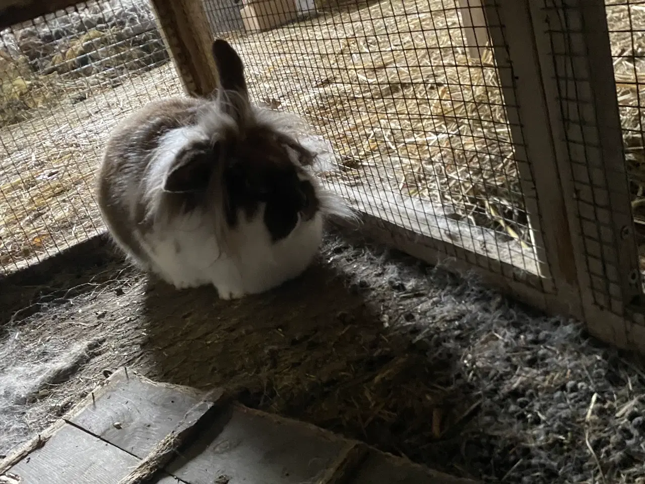 Billede 2 - To hånd tamme løvehoveder