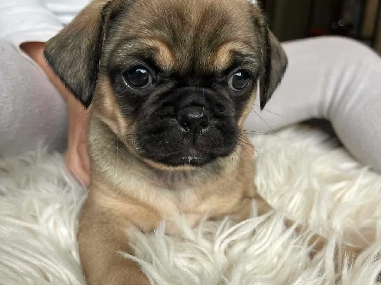 Billede 4 - Sødeste blandingshvalpe Mops/pekingeser/chihuahua 